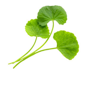 Gotukola / Vallarai / Brahami leaf
