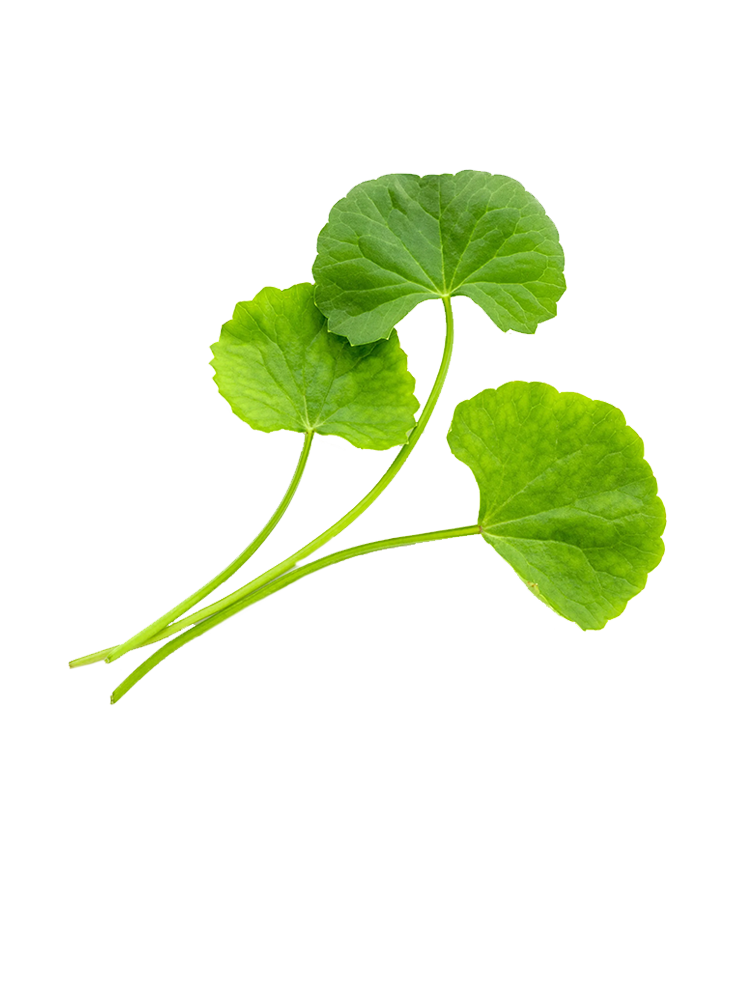 Gotukola / Vallarai / Brahami leaf