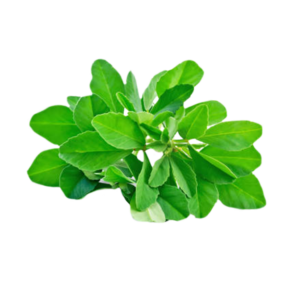 Methi leaf